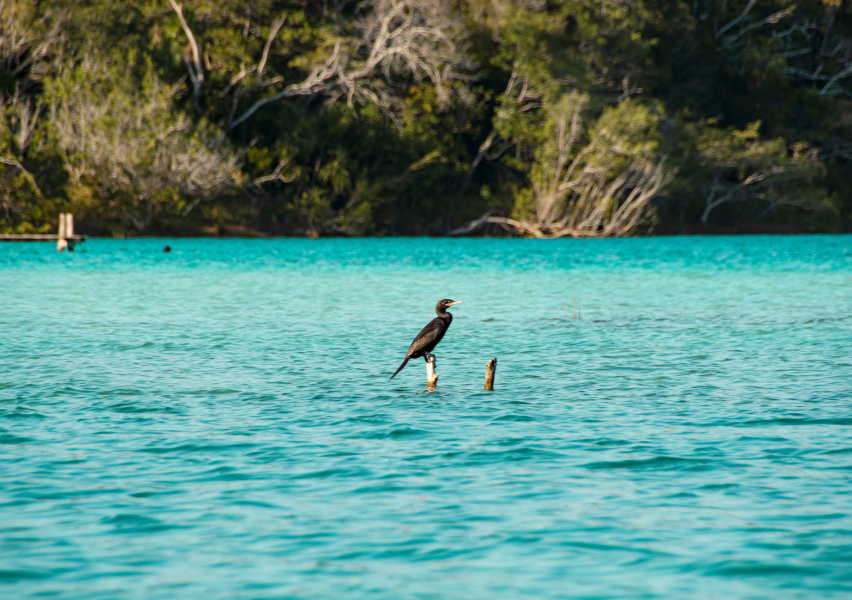 Cormorant Bird On Bacalar Lagoon